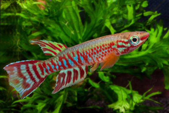 Результаты фотоконкурса Killifoto 2017